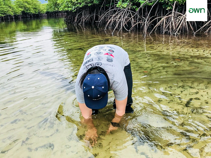 Collecting shell