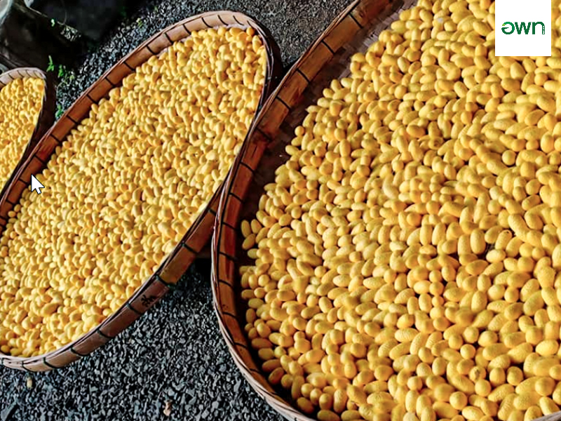 ฐานบ้านปลูกหม่อนเลี้ยงไหม