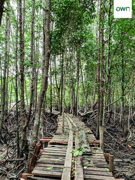 Mangrove Forest Study Trail