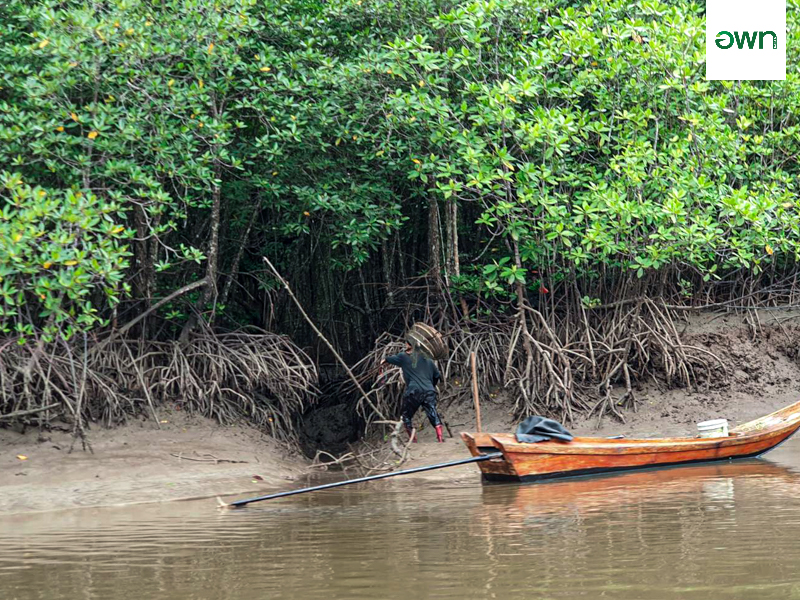 Thung Yi Pheng Mangrove Forest
