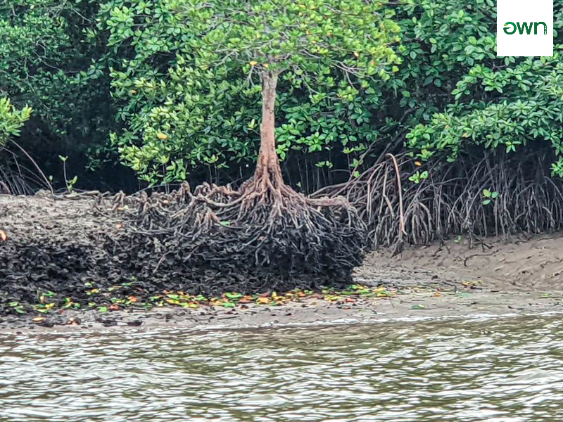 ป่าชายเลนทุ่งหยีเพ็ง