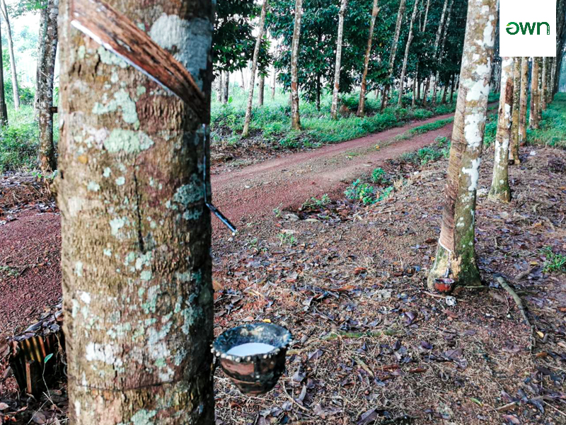 ชมสาธิตการกรีดยางพารา