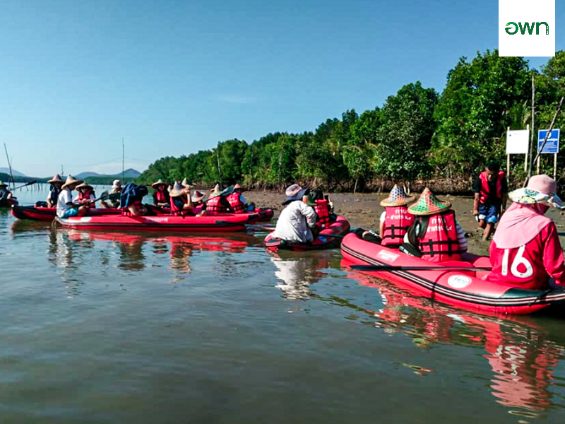 พายเรือคายัคชมระบบนิเวศป่าชายเลน