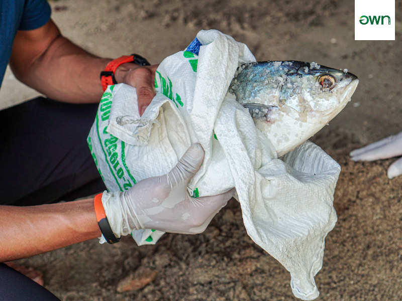 Salted Fish in Sand Making