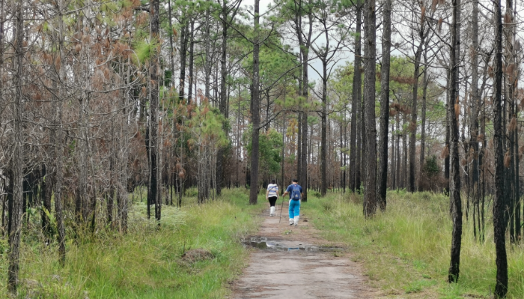Forest Walking Activity