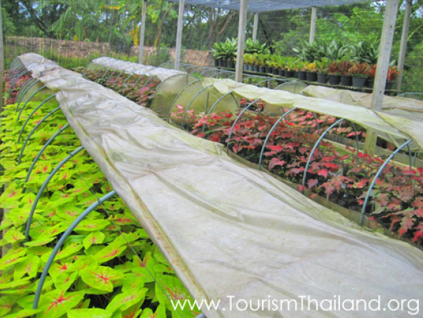 หมู่บ้านบอนสีเฉลิมพระเกียรติฯ