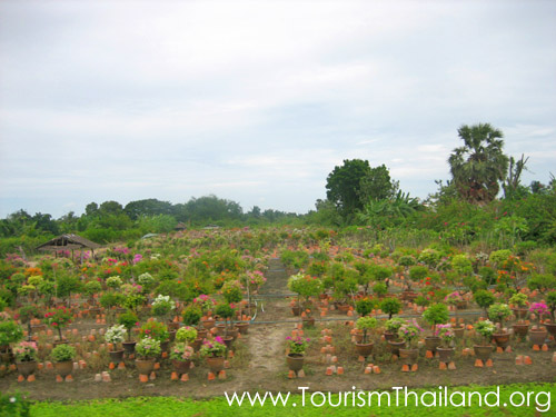 ศูนย์เกษตรบางรักน้อย