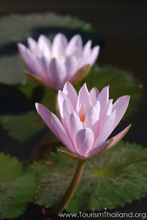 พิพิธภัณฑ์บัว