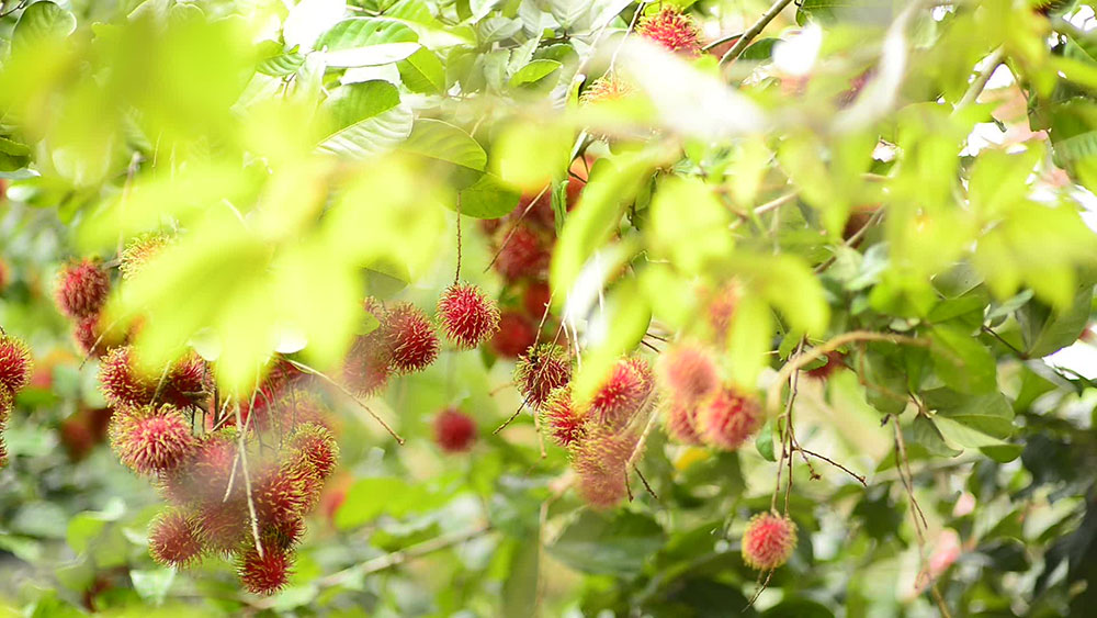 สวนประสมทรัพย์