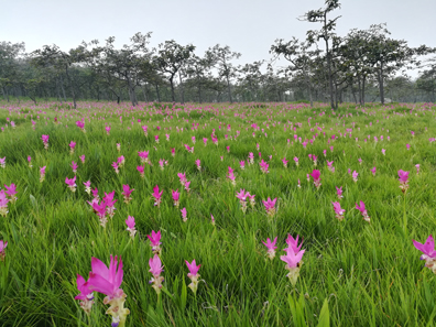 อุทยานแห่งชาติป่าหินงาม