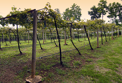 น้ำตกแม่ปาน