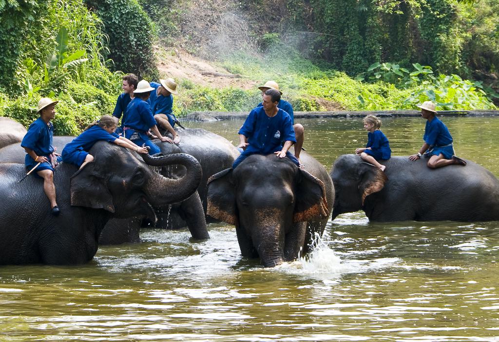 ศูนย์อนุรักษ์ช้างไทย และ สวนป่าทุ่งเกวียน