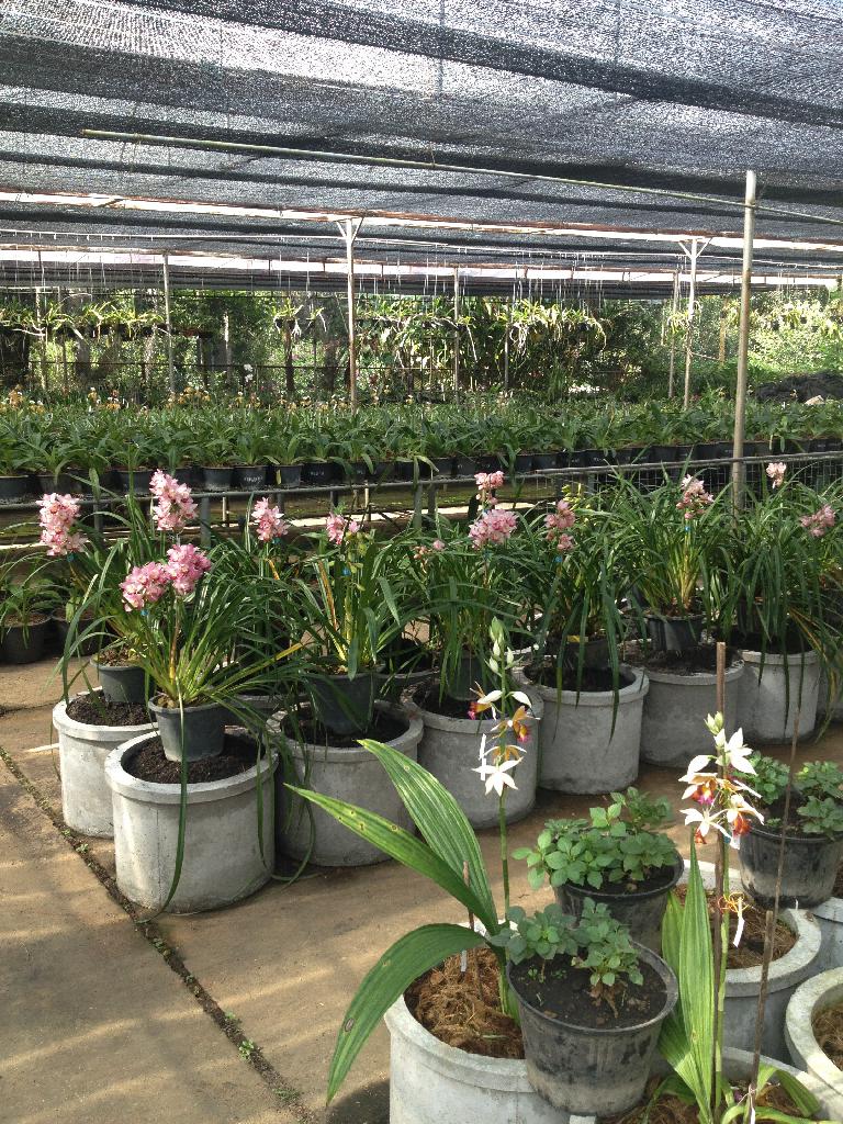 ศูนย์วิจัยและพัฒนาการเกษตร ตาก