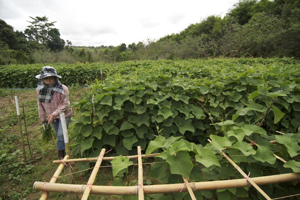 สถานีทดลองเกษตรที่สูงเขาค้อ