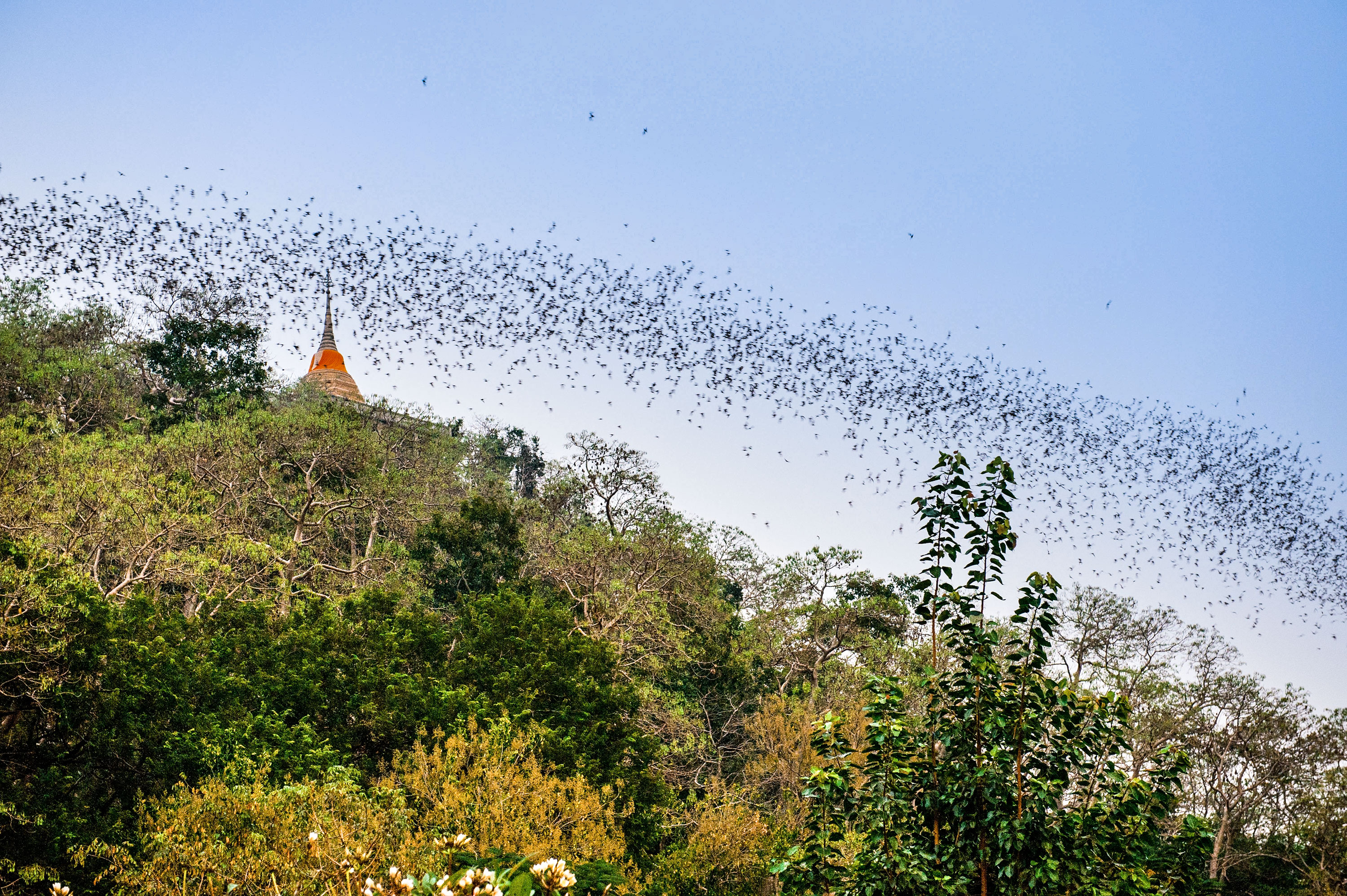 ถ้ำค้างคาวเขาช่องพราน