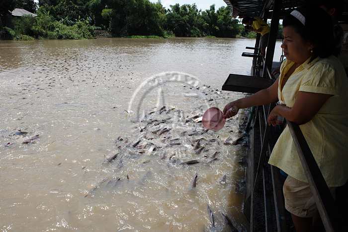 อุทยานมัจฉา วัดป่าพฤกษ์