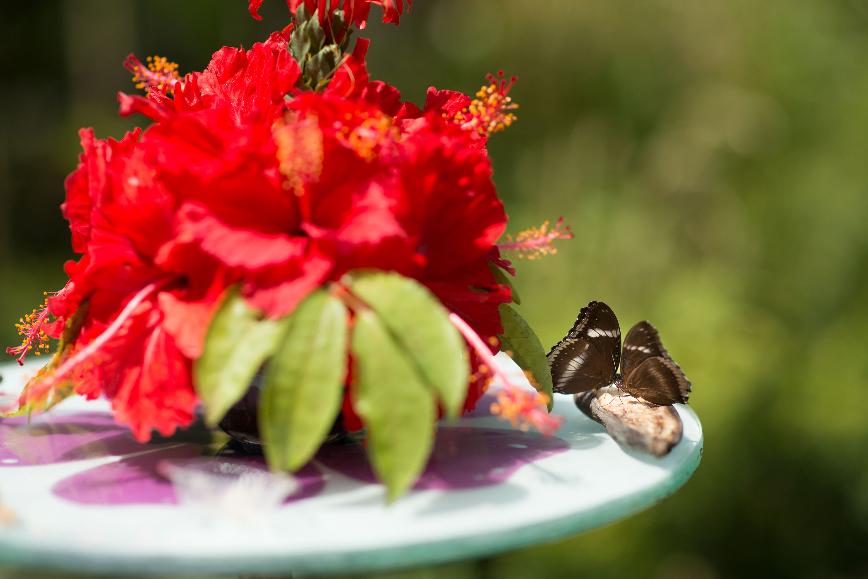 สวนผีเสื้อและโลกแมลงภูเก็ต